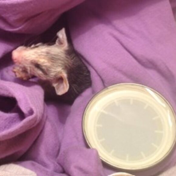 Stray work & Critter Pics! Just sharing XO. PLEASE Spay and Neuter your pets! - Picture 6 of 17